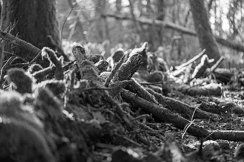 arrel, planta, arbre, monstre de l'arbre, tronc de l'arbre, molsa, heura, sòl, den, habitatge, casa de camp, edifici, casa, pol·len, merla, animal, ocell, Agelaius, mirall, vinya, bosc, terra, registre, fusta, enfocament selectiu, naturalesa, llenya, desforestació, dia, material de fusta, cap gent, a l'aire lliure, tronc, qüestions ambientals, primer pla, 8K, CC0, domini públic, lliure de regalies