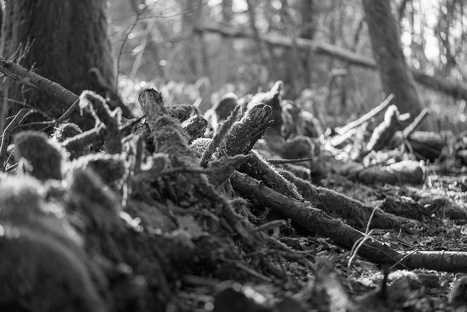 arrel, planta, arbre, monstre de l'arbre, tronc de l'arbre, molsa, heura, sòl, den, habitatge, casa de camp, edifici, casa, pol·len, merla, animal, ocell, Agelaius, mirall, vinya, bosc, terra, registre, fusta, enfocament selectiu, naturalesa, llenya, desforestació, dia, material de fusta, cap gent, a l'aire lliure, tronc, qüestions ambientals, primer pla, 8K