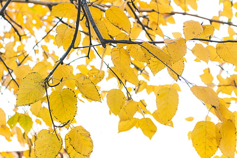 yellow leafy tree, yellow, autumn, no people, plant part, leaf, branch, close-up, change, day, backgrounds, nature, plant, tree, low angle view, full frame, leaves, beauty in nature, outdoors, focus on foreground, vulnerability, maple leaf, 5K, CC0, public domain, royalty free