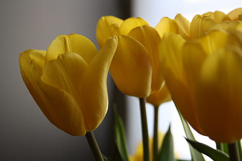 tulipas, Páscoa, flores, Primavera, amarelo, flor, florescendo, plantar, planta com flores, tulipa, frescura, beleza na natureza, fechar-se, pétala, cabeça de flor, inflorescência, fragilidade, vulnerabilidade, ninguém, crescimento, dentro de casa, natureza, caule vegetal, interior de casa, arranjo de flores, ramalhete, 4K, CC0, domínio público, royalty free