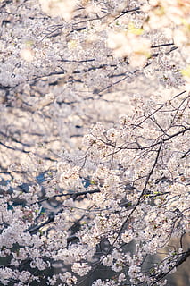 arbres de fulles blanques, planta, flor, flor de cirerer, meguro, al matí, Japó, arbre, holandès, pètal, roba, màniga, màniga llarga, esmòquing, abric, vestit, multitud, Festival, planta amb flors, fragilitat, primavera, vulnerabilitat, bellesa a la natura, frescor, creixement, branca, naturalesa, dia, cap gent, cirerer, primer pla, Color blanc, centrar-se en primer pla, a l'aire lliure, cap de flor, 5K, CC0, domini públic, lliure de regalies