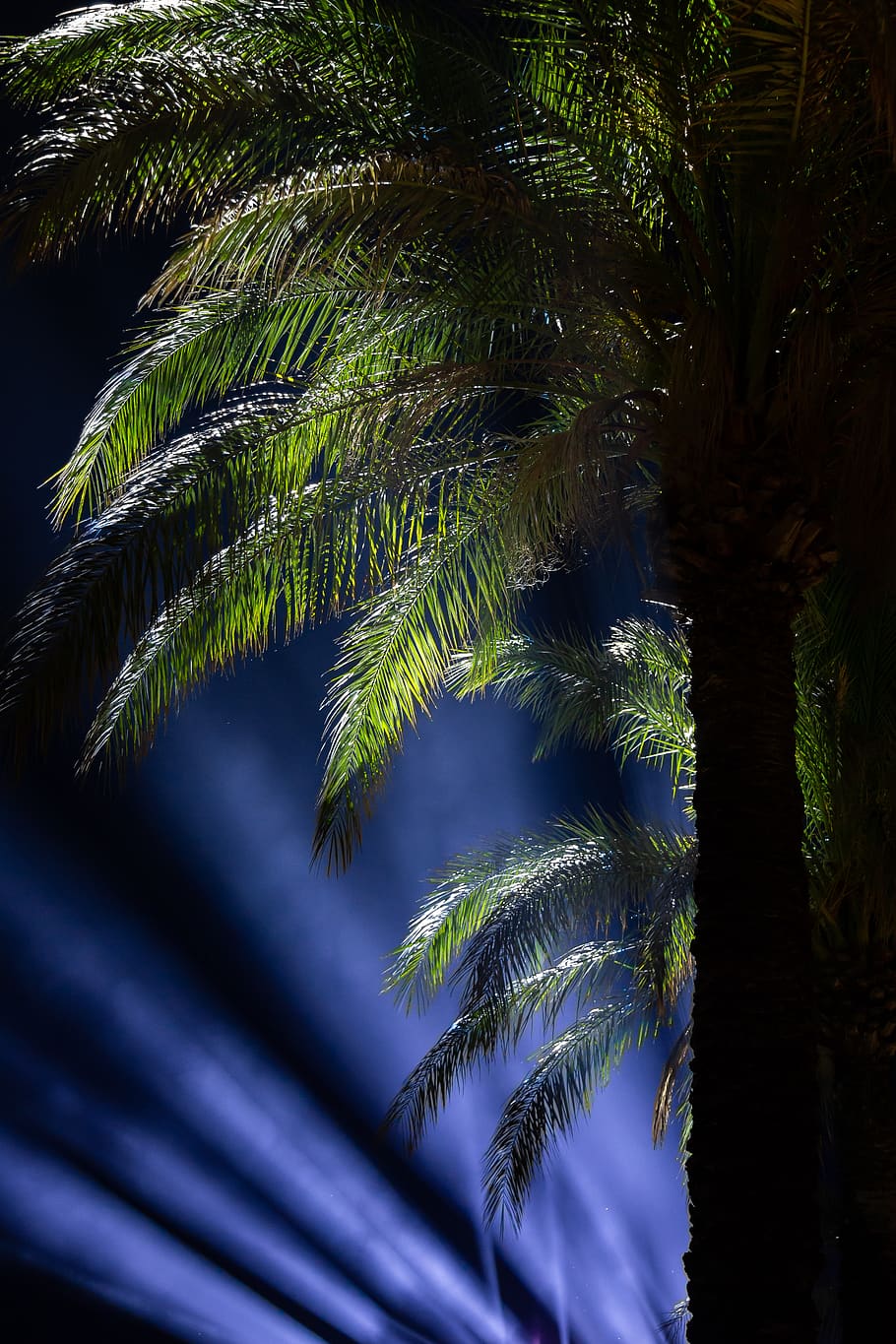 arbre, palmell, nit, llums, fulles, festa, vacances, Resort, planta, creixement, bellesa a la natura, naturalesa, color verd, Palmera, tranquil·litat, cap gent, clima tropical, tronc de l'arbre, tronc, dia, full, vista d’angle baix, a l'aire lliure, escena tranquil·la, bosc, fulla de palma, escenics - natura, palmera de coco, 5K
