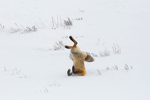 fox, red, jumping, hunter, hunting, wildlife, nature, snow, winter, predator, wilderness, nps, yellowstone national park, wyoming, usa, carnivore, mammal, wild, furry, watchful, animal, buried, cold temperature, animal themes, field, land, no people, one animal, animals in the wild, day, beauty in nature, vertebrate, animal wildlife, white color, covering, outdoors, herbivorous, 2K, CC0, public domain, royalty free