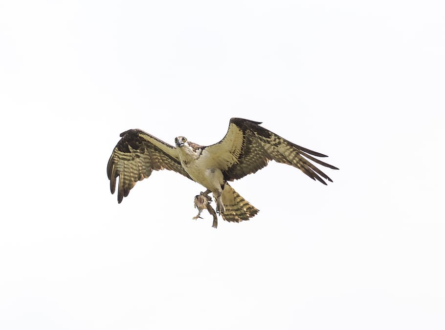 Canadà, Beaverton, temes d'animals, volant, un animal, animal, ocell, vertebrats, fauna animal, animals a la natura, ales separades, a l'aire, còpia espai, cel clar, rapinyaire, moviment, cap gent, vista d’angle baix, naturalesa, dia, cel, a l'aire lliure, 2K
