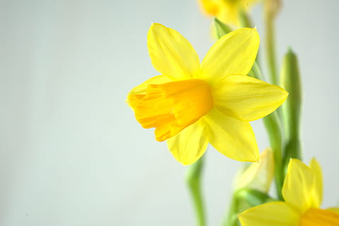 primavera, Pasqua, flor, florir, Narcís, groc, naturalesa, jardí, precursor de la primavera, brillant, planta amb flors, planta, frescor, bellesa a la natura, pètal, fragilitat, vulnerabilitat, primer pla, cap de flor, inflorescència, tir de l'estudi, creixement, cap gent, tulipa, enfocament selectiu, a l'aire lliure, 5K, CC0, domini públic, lliure de regalies