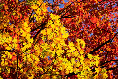 planta, hoja, árbol, arce, naturaleza, hoja de arce, vegetación, otoño, bosque, al aire libre, arboleda, tierra, cuenco, cerámica, edificio, arquitectura, monasterio, alojamiento, banco, rama, belleza en la naturaleza, vista de ángulo bajo, parte de la planta, cambio, amarillo, nadie, color naranja, crecimiento, día, árbol de arce, tranquilidad, antecedentes, condición natural, hojas, colección de otoño, copas de los árboles, 5K, CC0, dominio público, libre de derechos