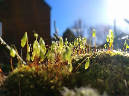 mos, sol, forår, tæt på, grøn, glød, plante, selektiv fokusering, vækst, natur, blomst, skønhed i naturen, friskhed, blomstrende plante, sollys, ingen mennesker, dag, grøn farve, sårbarhed, bygget struktur, arkitektur, himmel, skrøbelighed, Mark, bygning udvendig, udendørs, overflade niveau, 4K, CC0, offentligt domæne, royaltyfrie