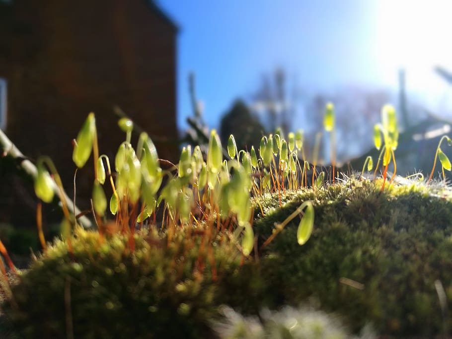 mos, sol, forår, tæt på, grøn, glød, plante, selektiv fokusering, vækst, natur, blomst, skønhed i naturen, friskhed, blomstrende plante, sollys, ingen mennesker, dag, grøn farve, sårbarhed, bygget struktur, arkitektur, himmel, skrøbelighed, Mark, bygning udvendig, udendørs, overflade niveau, 4K