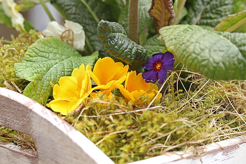 Primel, Frühling, Moos, Tischdekorationen, Primel Gewächshaus, bunt, Frühlingsblume, Blumen, Frühlingsblumen, blühen, Farbe, Gelb, hell, gelbe Primel, lila Primel, blühende Pflanze, Blume, Pflanze, Schönheit in der Natur, Verletzlichkeit, Zerbrechlichkeit, Wachstum, Nahansicht, Natur, Frische, Blütenstand, Tag, keine Leute, grüne Farbe, Blütenblatt, Blütenkopf, selektiver Fokus, Pflanzenteil, Blatt, draußen, lila, 5K, CC0, gemeinfrei, lizenzfrei