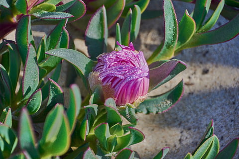 flor, rocio, flora, planta, jardí, humit, degoteig, gotes, creixement, bellesa a la natura, planta amb flors, frescor, pètal, vulnerabilitat, fragilitat, part de la planta, primer pla, full, inflorescència, color rosa, cap de flor, naturalesa, dia, cap gent, botànica, a l'aire lliure, porpra, primavera, pol·len, marró, 5K, CC0, domini públic, lliure de regalies