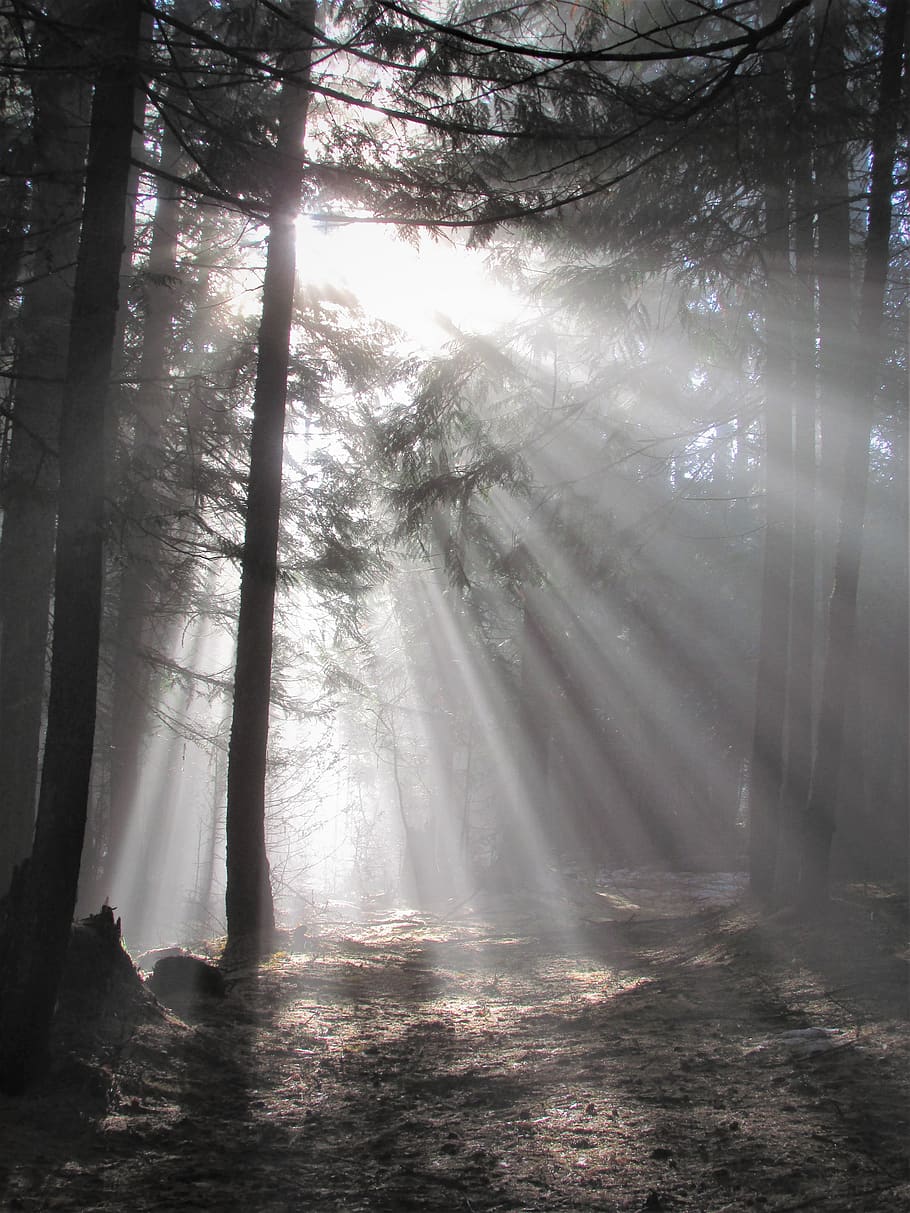 llum, raigs, sol, naturalesa, paisatge, cel, arbres, bosc, humor, llum solar, al matí, raig de sol, ombra, fons de pantalla d'android, arbre, planta, boira, terra, bellesa a la natura, tranquil·litat, tronc, escenics - natura, tronc de l'arbre, streaming, dia, escena tranquil·la, creixement, a l'aire lliure, cap gent, nebulós, 4K