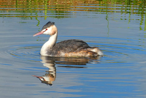 grebe, reflexió, ocell, ales, aus de corral, davant del mar, natural, plomes, aigua, llac, animal, temes d'animals, fauna animal, vertebrats, animals a la natura, un animal, nedar, naturalesa, cap gent, dia, ocell aquàtic, animal jove, a l'aire lliure, ondulat, família d’animals, 2K, CC0, domini públic, lliure de regalies