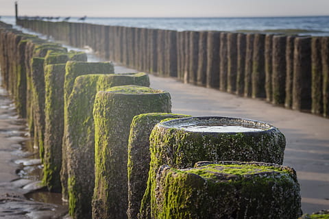 pila, höft, groynes, Costa, pila de fusta, sorra, kribbe, aigua, protecció costanera, platja, mar, algues, fusta, bassal, percebes, en fila, dia, cap gent, naturalesa, centrar-se en primer pla, planta, escena tranquil·la, bellesa a la natura, escenics - natura, tranquil·litat, material de fusta, publicació, terra, color verd, post de fusta, a l'aire lliure, sendera, 5K, CC0, domini públic, lliure de regalies