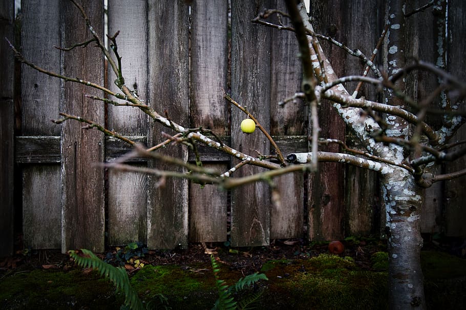 Weiß, braun, Baum, Pflanze, Lebensmittel, Obst, produzieren, Tier, Vogel, Zaun, allein, einsam, Apfelbaum, Baumstamm, Persimmon, Gemüse, Korn, draußen, Blatt, Boden, Natur, Samen, Ast, keine Leute, Tierthemen, Tag, Tierwelt, Wirbeltier, hocken, Tiere in freier Wildbahn, ein Tier, Holz - Material, Kofferraum, Pflanzenteil, Gelb, 5K