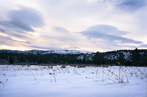 copaci, pădure, zăpadă, iarnă, nori, Munte, de munte, natură, dimineaţă, temperatura rece, frumusețe în natură, scenice - natura, nor - cer, cer, copac, o scenă liniștită, liniște, teren, plantă, camp, scenă non-urbană, culoare alba, acoperire, mediu inconjurator, peisaj, nici o persoana, un munte acoperit de zăpadă, praf de zăpadă, 4K, CC0, domeniu public, fără drepturi de autor