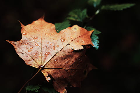maple leaf, wet, rain, drops, nature, forest, dark, leaf, plant part, autumn, change, dry, close-up, plant, no people, leaf vein, focus on foreground, outdoors, beauty in nature, fragility, vulnerability, day, tree, brown, natural pattern, black background, leaves, natural condition, 5K, CC0, public domain, royalty free