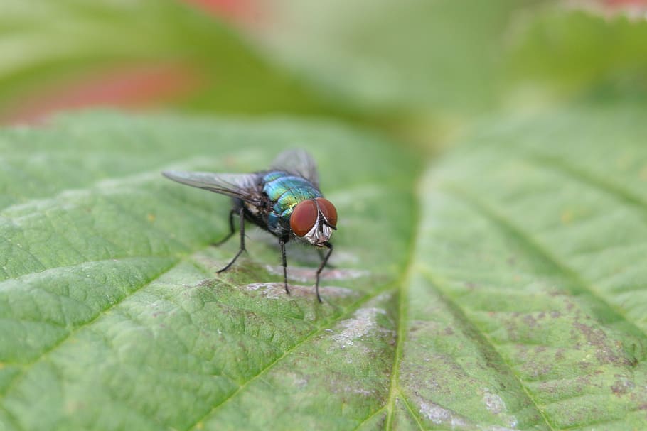 volar, insecte, volant, full, naturalesa, verd, planta, ulls, ulls compostos, primer pla, ull, invertebrat, animal, animals a la natura, temes d'animals, part de la planta, un animal, fauna animal, color verd, ala dels animals, dia, enfocament selectiu, mosca domèstica, cap gent, a l'aire lliure, ull d’animals, 2K