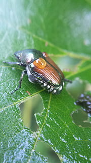 beetle on grapevine., beetle, dew, grapevine, insect, bug, wet, animal wildlife, animal themes, animal, animals in the wild, invertebrate, plant part, one animal, leaf, close-up, green color, day, nature, no people, plant, selective focus, animal body part, animal antenna, growth, beauty in nature, outdoors, animal wing, 4K, CC0, public domain, royalty free