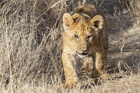cub walking, løve, dyreliv, dyr, pattedyr, gepard, Los, jord, plante, vegetation, Busk, jaguar, leopard, panter, sovende, i søvn, spise, mad, græsarealer, natur, savanne, dyre temaer, dyr i naturen, løve - katte, et dyr, feline, kat, græs, ingen mennesker, hvirveldyr, løvinde, cub, dag, safari, carnivora, udendørs, 2K, CC0, offentligt domæne, royaltyfrie