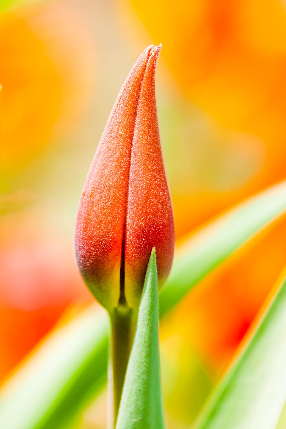 tulipa de color taronja, planta, tulipa, flor, pruhonice, República Txeca, pètal, primavera, vermell, brot, brollar, lliri, estiu, rosella, antera, gota, margarides, margarida, allium, animal, frescor, planta amb flors, primer pla, bellesa a la natura, creixement, vulnerabilitat, fragilitat, color taronja, cap gent, naturalesa, inflorescència, cap de flor, enfocament selectiu, centrar-se en primer pla, dia, botànica, enfocament suau, puresa, 4K