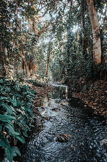 rivière entre les arbres, environnement, écoulement, la nature, la pollution, rivière, courant, des arbres, eau, plante, arbre, forêt, croissance, personne, terre, journée, tranquillité, beauté dans la nature, scène tranquille, tronc d'arbre, tronc, des bois, en plein air, paysages - nature, scène non urbaine, Téléchargement, ruisseau - eau courante, eau qui coule, 2K, CC0, domaine public, libre de droits