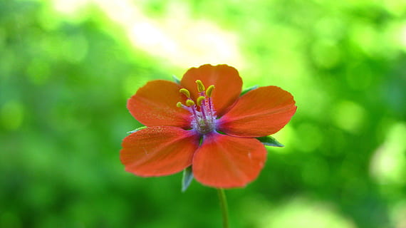 lille bitte, orange, blomst, natur, grøn, plante, makro, blomstrende plante, skønhed i naturen, friskhed, skrøbelighed, tæt på, sårbarhed, kronblad, blomsterstand, blomsterhoved, ingen mennesker, grøn farve, orange farve, levende farve, vækst, multi farvet, fokus på forgrunden, udendørs, pollen, forår, blødhed, 2K, CC0, offentligt domæne, royaltyfrie