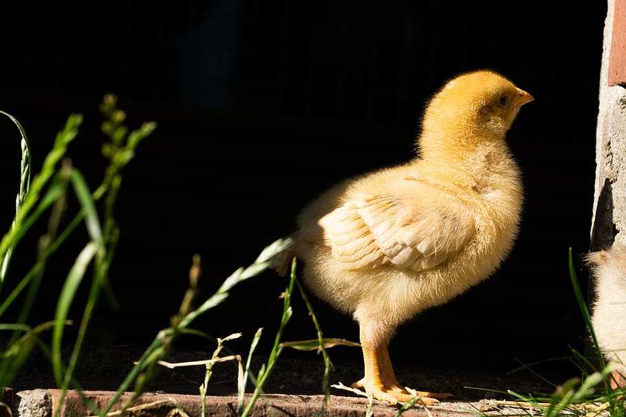 pollet, petit, jove, aus de corral, dolç, bonic, temes d'animals, animal, un animal, ocell, vertebrats, mamífer, animals a la natura, fauna animal, animals domèstics, ocell jove, bestiar, pollastre - ocell, naturalesa, cap gent, mascotes, nacional, animal jove, dia, a l'aire lliure, primer pla, 5K