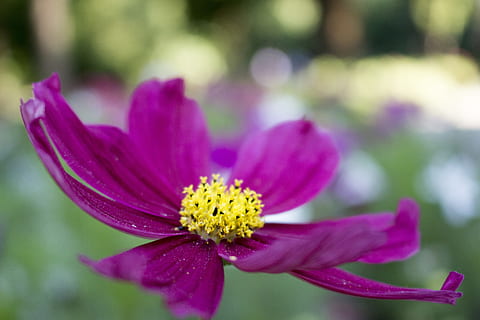 blomst, uklar bakgrunn, sommer, blomstrende plante, friskhet, anlegg, skjørhet, skjønnhet i naturen, sårbarhet, petal, blomsterhodet, nærbilde, inflorescence, vekst, lilla, fokusere på forgrunnen, natur, pollen, rosa farge, ingen folk, utendørs, våren, mykhet, hagearbeid, 5K, CC0, offentlig domene, opphavsrett gratis