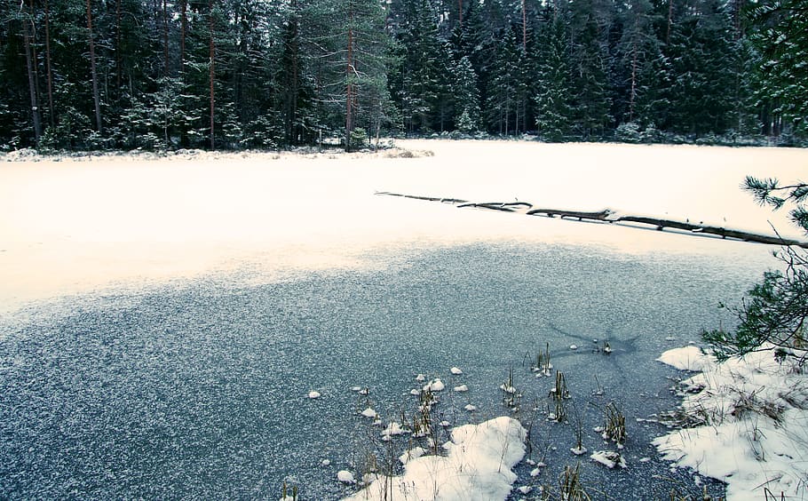 krop af vand, kold, dagslys, miljø, Skov, frost, Frosset, is, naturskøn, sæson, sne, træ, træer, vand, vejr, vinter, plante, natur, ingen mennesker, dag, kold temperatur, jord, ro, skønhed i naturen, rolig scene, dækker, udendørs, ikke-urbane scene, 5K