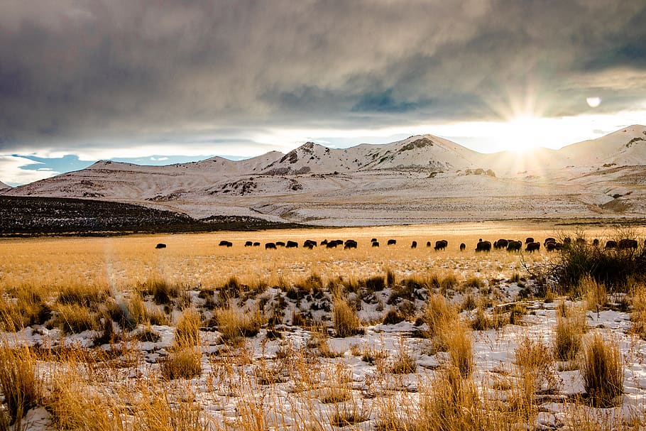 camp d’herba verda, a l'aire lliure, naturalesa, altiplà, paisatge, sòl, sorra, desert, terra, vida salvatge, ocell, animal, ramat, mamífer, vaca, posta de sol, prada, muntanyes, fotografia, búfala, medi ambient, escenics - natura, muntanya, cel, neu, bellesa a la natura, hivern, escena tranquil·la, temperatura de fred, Serra, núvol - cel, tranquil·litat, llum solar, escena no urbana, planta, cap gent, muntanya nevada, clima, 5K