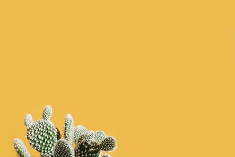 green cactus, cacti, cactus, prickly, studio shot, colored background, copy space, no people, yellow, close-up, still life, indoors, backgrounds, yellow background, beauty in nature, multi colored, celebration, vibrant color, gold colored, holiday, orange color, creativity, nature, decoration, orange background, 8K, CC0, public domain, royalty free