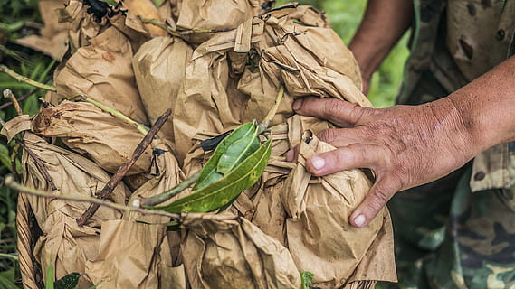 fulles verdes, persona, humà, a l'aire lliure, naturalesa, sòl, camp, planta, dit, full, bossa, sac, collita, tabac, planta en test, jar, gerro, ceràmica, treballador, jardí, jardineria, mà, mà humana, una persona, part del cos humà, celebració, ocupació, agricultura, menjar, dia, vegetals, adult, menjar i beguda, homes, granja, terra, escena rural, pagès, 2K, CC0, domini públic, lliure de regalies