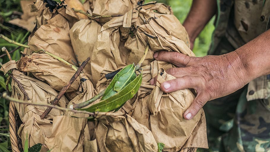 fulles verdes, persona, humà, a l'aire lliure, naturalesa, sòl, camp, planta, dit, full, bossa, sac, collita, tabac, planta en test, jar, gerro, ceràmica, treballador, jardí, jardineria, mà, mà humana, una persona, part del cos humà, celebració, ocupació, agricultura, menjar, dia, vegetals, adult, menjar i beguda, homes, granja, terra, escena rural, pagès, 2K