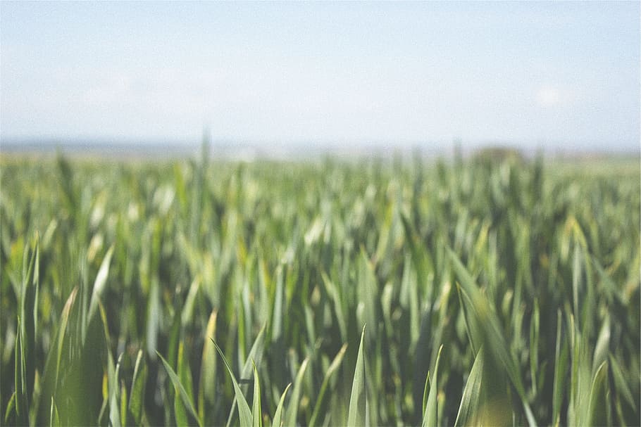 granja, camps, cultius, verd, rural, agricultura, cultiu, planta de cereals, paisatge, escena rural, camp, terra, planta, creixement, cel, naturalesa, medi ambient, cap gent, bellesa a la natura, tranquil·litat, escenics - natura, dia, menjar, color verd, a l'aire lliure, 1080P