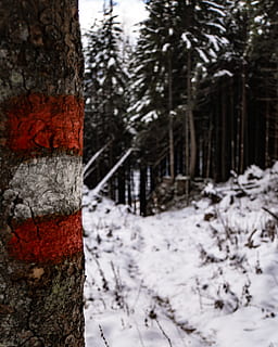 hivern, bandera, arbre, estiria, naturalesa, Austràlia, senderisme, neu, Alps, kamm, ennstal, bosc, kammspitze, temperatura de fred, planta, tronc de l'arbre, tronc, terra, cap gent, tranquil·litat, Color blanc, dia, cobertura, bellesa a la natura, a l'aire lliure, escena tranquil·la, escorça, 4K, CC0, domini públic, lliure de regalies