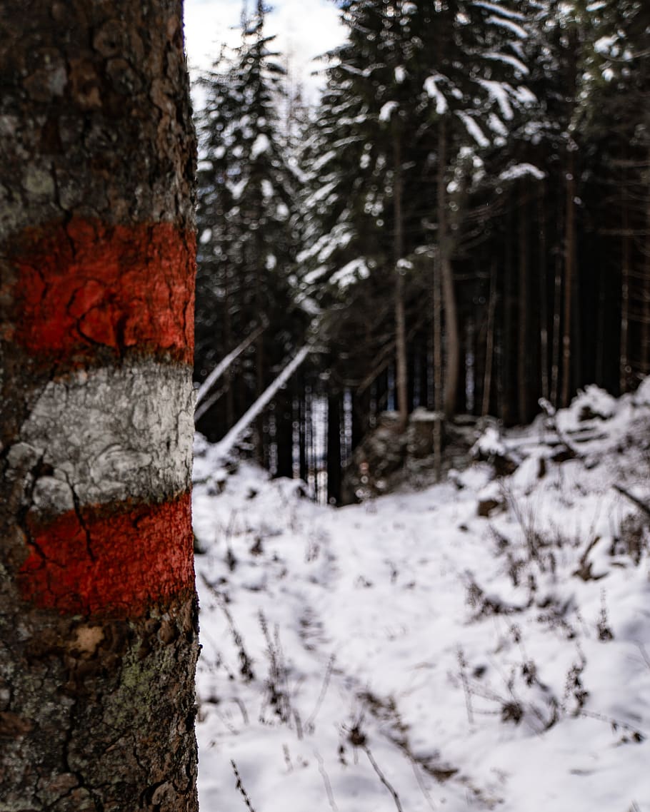 hivern, bandera, arbre, estiria, naturalesa, Austràlia, senderisme, neu, Alps, kamm, ennstal, bosc, kammspitze, temperatura de fred, planta, tronc de l'arbre, tronc, terra, cap gent, tranquil·litat, Color blanc, dia, cobertura, bellesa a la natura, a l'aire lliure, escena tranquil·la, escorça, 4K