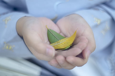 du lapai, asmuo, žmogus, pirštu, augalų, ranka, žievelės, lapai, naujagimiui, kūdikis, Burna, lūpa, pinigų, origami, popieriaus, menas, klinika, maisto, vaisiai, sodinimas, aplikacija, žmogaus ranka, ūkyje, vienas asmuo, žmogaus kūno dalis, augalų dalis, Iš arti, midsection, vaikystėje, sutelkti dėmesį į naujas žinias, vaikas, realūs žmonės, Vaizdas iš priekio, pažeidžiamumas, pobūdį, dieną, moterys, trapumas, žmogaus galūnės, 4K, CC0, Viešasis domenas, nemokamai
