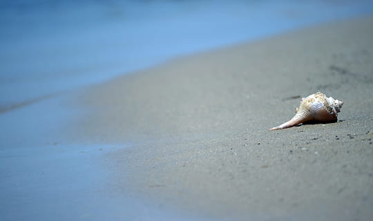 isolated, seashell, beach, extra, room, text, conch shell, beach scene, isolated seashell, nature, ocean, sand, animal, land, animal wildlife, animal themes, selective focus, animals in the wild, no people, one animal, day, sea, water, shell, beauty in nature, close-up, sunlight, wet, marine, outdoors, surface level, 2K