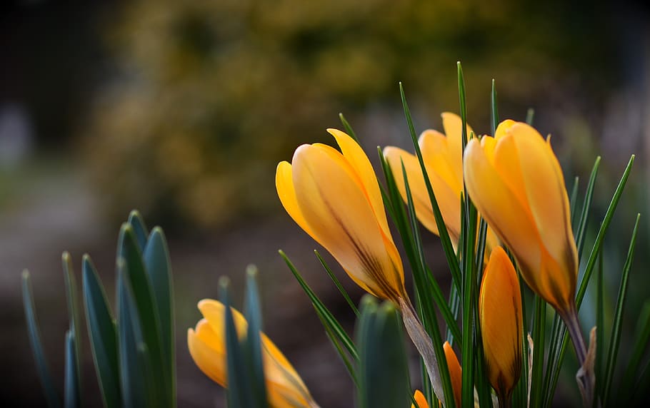 croco, crochi gialli, primavera, natura, fiori, giardino, fiore primaverile, giallo, fiorire, fioritura, l'inizio della primavera, presto lasciato sveglio, frühlingsblüher, presagio di primavera, Buhen, pianta fiorita, fiore, bellezza nella natura, pianta, crescita, vulnerabilità, freschezza, fragilità, avvicinamento, petalo, testa di fiore, concentrarsi sulle conoscenze acquisite, infiorescenza, nessuno, giorno, botanica, messa a fuoco selettiva, campo, all'aperto, 4K