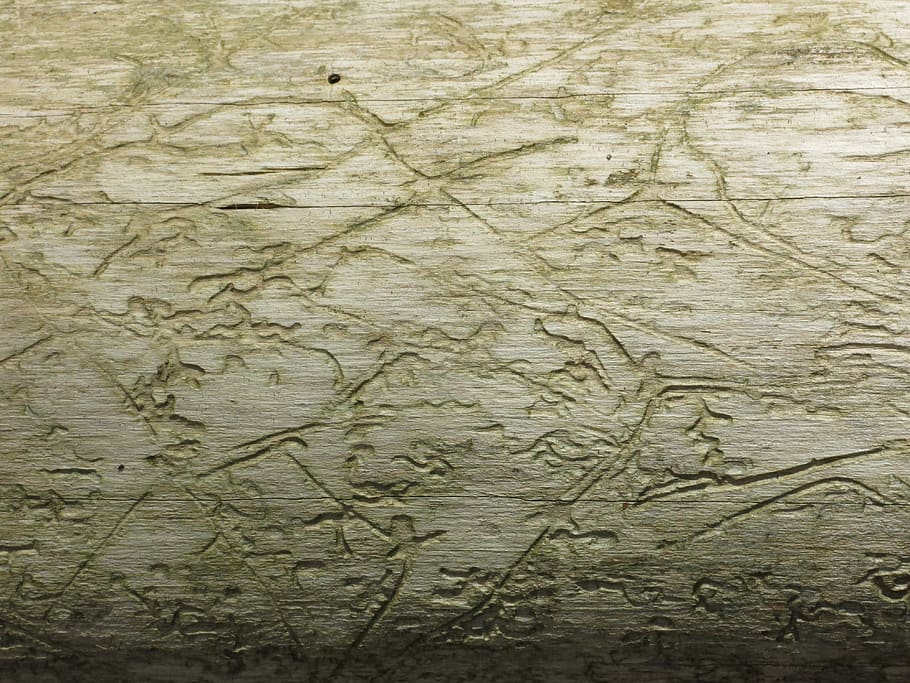 Insekten langweilig, Log, bräunen, texturiert, Hintergründe, Muster, Vollbild, Nahansicht, keine Leute, drinnen, Studioaufnahme, Menschen gemacht Objekt, Mann gemacht, Rau, abstrakt, Holz - Material, farbiger Hintergrund, schieben, Natur, beschädigt, Kreativität, Struktureffekt, Design, Antiquität, 4K