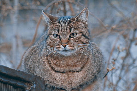 gatto soriano marrone, abissino, animale, mammifero, animale domestico, gatto, Manx, cibo, verdura, pianta, produrre, grano, gattino, pointer, canino, cane, seme, natura, lince, siamese, acqua, felino, un animale, animali domestici, ritratto, guardando la fotocamera, domestico, gatto domestico, concentrarsi sulle conoscenze acquisite, nessuno, vertebrato, baffo, giorno, parte del corpo animale, avvicinamento, soriano, occhio animale, 5K, CC0, dominio pubblico, privo di copyright