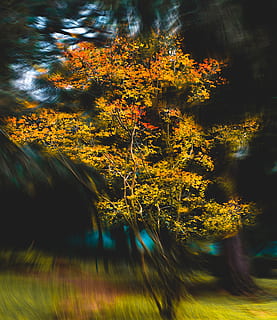 brown-leafed tree, tree, plant, maple, leaf, outdoors, scenery, nature, grass, art, painting, autumn, colours, vegetation, fir, abies, landscape, light, sunlight, tree trunk, land, no people, beauty in nature, growth, blurred motion, motion, day, tranquility, forest, change, branch, reflection, selective focus, 4K, CC0, public domain, royalty free