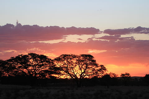 silhouette, alberi, d'oro, ora, retroilluminato, nuvole, buio, luce del giorno, prateria, paesaggio, luce, natura, panoramico, cielo, estate, sole, Alba, tramonto, albero, bellezza nella natura, pianta, scena tranquilla, scenics - natura, la tranquillità, colore arancione, nessuno, nuvola - cielo, ambiente, scena non urbana, idilliaco, all'aperto, terra, crescita, cielo romantico, 5K, CC0, dominio pubblico, privo di copyright