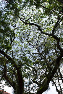 pohon, menanam, batang pohon, vegetasi, di luar rumah, hutan, tanah, wallpaper, alam, belukar, rimba, pakaian, kaos, hutan hujan, ek, taman, punjung, willow, tampilan sudut rendah, cabang, pertumbuhan, keindahan di alam, hari, tidak ada orang, langit, ketenangan, warna hijau, kanopi pohon, latar belakang, bagasi, bingkai penuh, scenics - alam, 4K, CC0, domain publik, bebas royalti