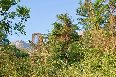 malawi, planta, arbre, creixement, cel, naturalesa, terra, bellesa a la natura, dia, cap gent, tranquil·litat, escena tranquil·la, color verd, escenics - natura, escena no urbana, muntanya, destinacions de viatge, vista d’angle baix, rock, viatjar, cel clar, a l'aire lliure, 5K, CC0, domini públic, lliure de regalies