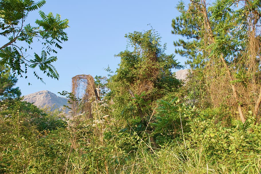 malawi, planta, arbre, creixement, cel, naturalesa, terra, bellesa a la natura, dia, cap gent, tranquil·litat, escena tranquil·la, color verd, escenics - natura, escena no urbana, muntanya, destinacions de viatge, vista d’angle baix, rock, viatjar, cel clar, a l'aire lliure, 5K