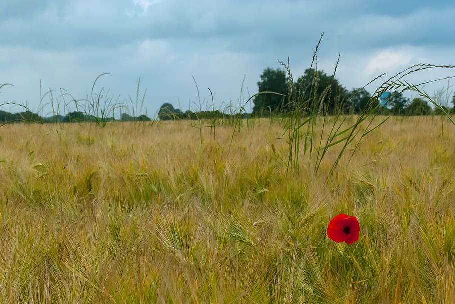valmue, felter, hvede, blomst, natur, Mark, forår, rød, valmuer, plante, jord, vækst, græs, landskab, skønhed i naturen, grøn farve, himmel, sky - himmel, scenics - natur, miljø, dag, ingen mennesker, ro, rolig scene, landbrug, landlige scene, udendørs, 4K
