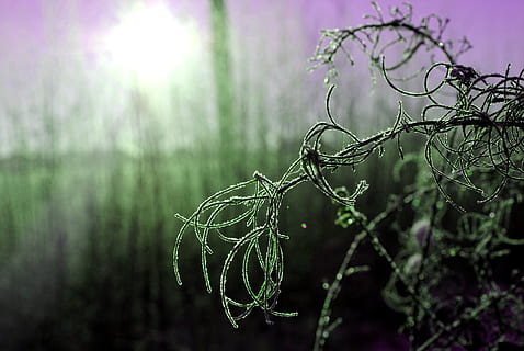 inverno, neve, natureza, frio, panorama, nascer do sol, flocos de neve, focar em primeiro plano, plantar, fechar-se, árvore, fragilidade, ninguém, vulnerabilidade, teia de aranha, ao ar livre, beleza na natureza, ramo, cor verde, luz solar, molhado, tranquilidade, dia, solta, crescimento, reflexo de lente, orvalho, gota de chuva, 4K, CC0, domínio público, royalty free