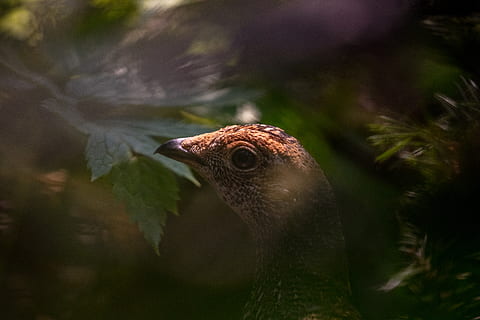 brown bird, bird, beak, animal, bird face, canon, bokeh, eye, foliage, looking through foliage, beaker, telephoto, maple leaf, plant, flora, leaf, tree, oak, sycamore, conifer, birds, animals in the wild, animal wildlife, animal themes, one animal, vertebrate, close-up, day, no people, nature, outdoors, selective focus, green color, animal body part, looking, animal head, beauty in nature, animal eye, 8K, CC0, public domain, royalty free