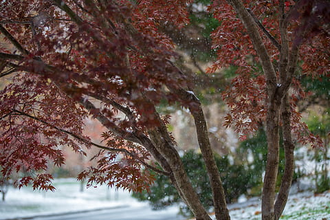 brown leafed tree, tree, plant, tree trunk, leaf, snow, outdoors, nature, winter, snowflake, street, branch, bush, ice, outdoor, yard, snowy, fall, snowfall, first snow, autumn, beauty in nature, growth, tranquility, day, cold temperature, no people, tranquil scene, trunk, land, scenics - nature, non-urban scene, change, cherry blossom, 5K, CC0, public domain, royalty free